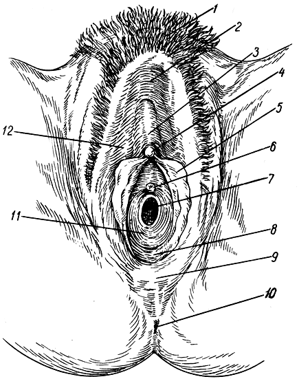 . 137.    . 1 -  ( ); 2 -   ; 3 - ; 4 -  ; 5 -   ; 6 -    ; 7 -  ; 8 -  ; 9 -   ; 10 -  ; 11 -  ; 12 -   