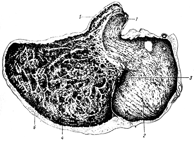 . 143.  ( ). 1, 5 -  ( ); 2 -  ( ); 3 -  ; 4 -  ;  -  