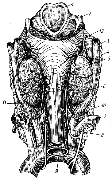 . 146.   ( ). 1 - ; 2 -   ( ); 3 -   ; 4 -   ( ); 5, 6 -      ; 7 -  ; 8 - ; 9 - ; 10 -   ; 11, 12 -     