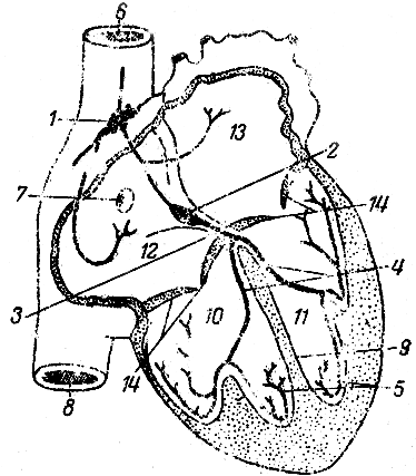 . 155.    (). 1 - - ; 2 - - ; 3 - -  ( ); 4 -  (  ); 5 -   (); 6 -   ; 7 -   ; 8 -   ; 9 -  ; 10 -  ; 11 -  ; 12 -  ; 13 -  ; 14 - - 