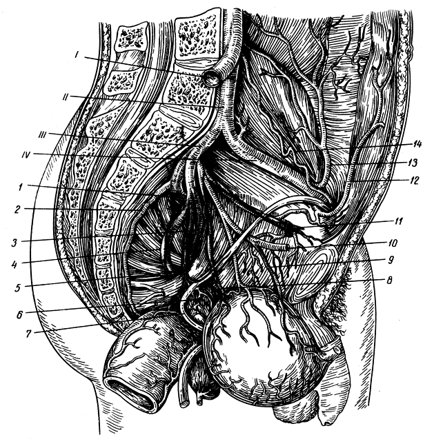 . 165.   ( ). 1 -    ; II -    ; III -   ; IV -   ; 1 -   ; 2 -   ; 3 -   ; 4 -   ; 5 -   ; 6 -  ; 7 -  ; 8, 9 -     ; 10 -  ; 11 -  ; 12, 13 -        ; 14 -  