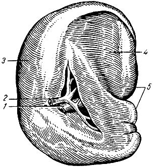 . 172.     . 1 -     ; 2 -   ; 3 -  ; 4, 6, 7 -   ; 5 -   ; 8 -  ; 9 -  ; 10 -  