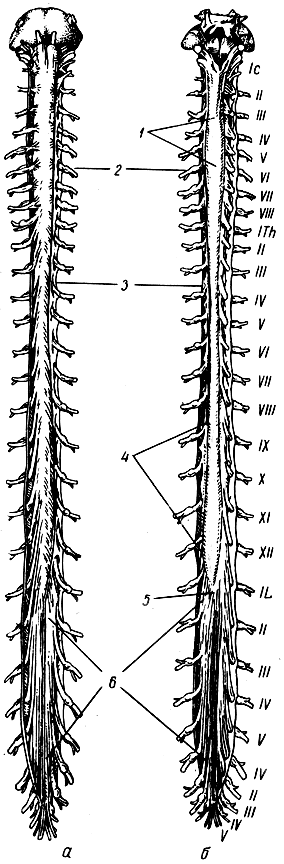 . 175.  .  -  ;  -  .      , ,     ; 1 -  ; 2 -  ; 3 -    ; 4 -  ; 5 -  ; 6 -  