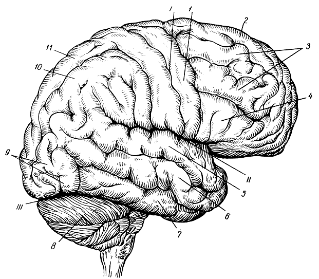 . 183.   ( ). I -  ; II -   ()  ; III -    ; 1 -  ; 2 -   ; 3 -   ; 4 -   ; 5 -   ; 6 -   ; 7 -   ; 8 - ; 9 -  ; 10 -   ; 11 -   