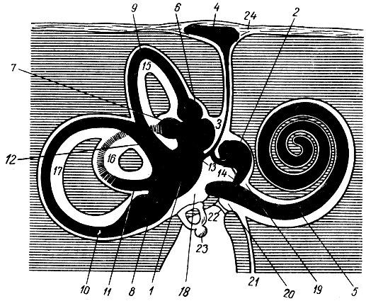 . 203.      (   ;   ). 1 -  ; 2 -  ; 3 -  ; 4 -  ; 5 -  ; 6, 7, 8 -  ; 9, 10, - ,     ; 12 -   ; 13 -    ; 14 -  ; 15, 16, 17 - ,     ; 18 - ; 19 -  ; 20 -  ; 21 -  ; 22 -   ; 23 - ; 24 -    