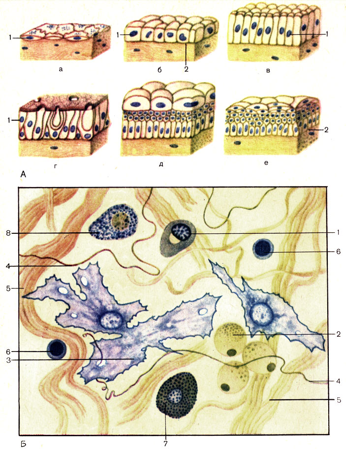 . 1.  ()      (). :  -    (epithelium simplex squamosum);  -    (epithelium simplex cuboideum);  -    (epithelium simplex columnare);  -    (epithelium pseudostratificatum ciliatum);  -   (epithelium transitionale);  -     (epithelium stratificatum squamosum noncornificatum); 1 -  (epitheliocytus); 2 -   (membrana basalis). : 1 -  (plasmocytus); 2 - ,    (adipocytus); 3 -  (fibroblastus); 4 -   (fibra elastica); 5 -   (fibra collagenosa); 6 -  (lymphocytus); 7 -  ,    (granulocytus basophilus textus); 8 -  (macrophagocytus)