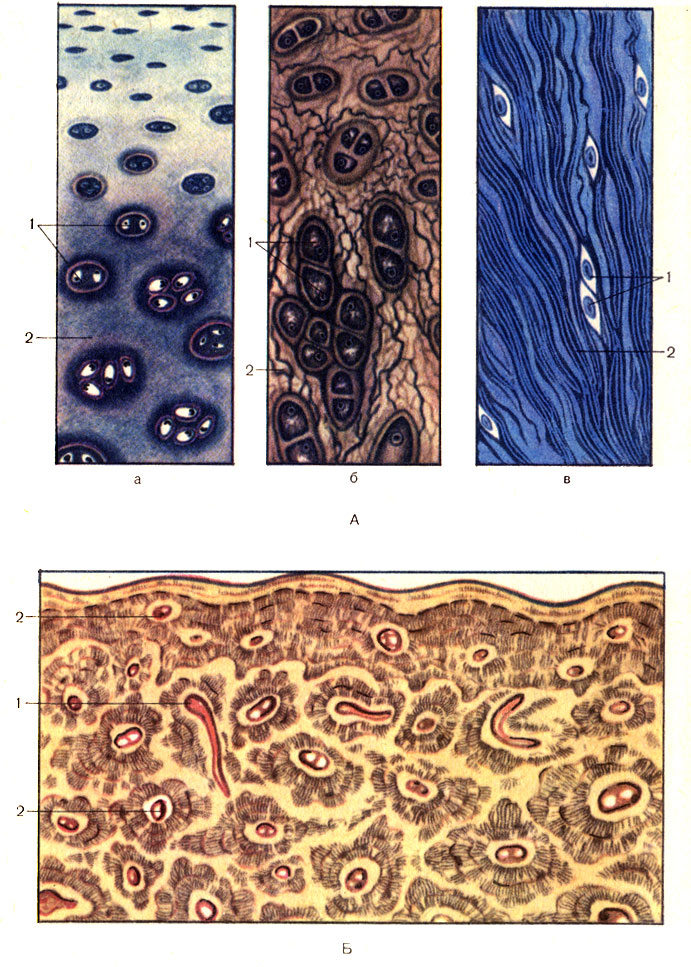 . 2.  ()   () . :  -   (cartilago hyalina);  -   (cartilago elasti);  -  ()  (cartilago fibrosa); 1 - ,    (chondrocyti); 2 -   (matrix cartilaginea).  -  : 1 -  ; 2 -  (osteocytus)