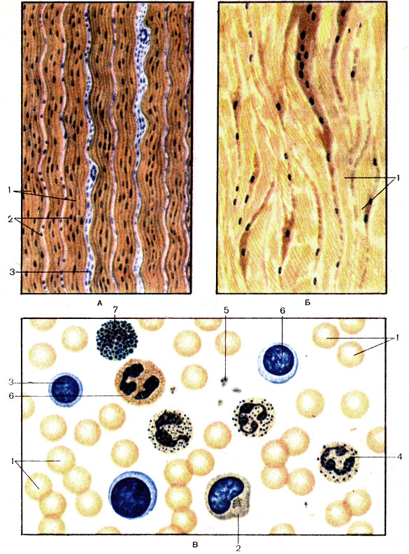 . 3.      (A, )   ().  -  (tendo): 1 -   (fibrae collagenosae); 2 - ,    (tendinocytus); 3 -     .  -  (iigamentum): 1 -   (fibrae elasticae).  -  (sanguis): 1 -  (erytrocytus); 2 -  (monocytus); 3 -  (lymphocytic); 4 -    (granulocytus neutrophilicus segmentonuclearis); 5 - ,    (thrombocyti); 6 -  ()  [granulocytus acidophilicum (eosinophilicus)]; 7 -   (qranulocytus basophi licus)