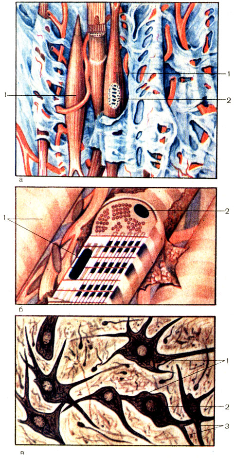. 4.  (, )   () .  -    (textus muscularis nonstriatus); 1 -   (myocytus nonstriatus); 2 - .  -     (textus muscularis striatus skeletalis): 1 -  (myofibrillae); 2 - .  -   (textus nervosus): 1 -   (neurocyti); 2 -   ; 3 -   
