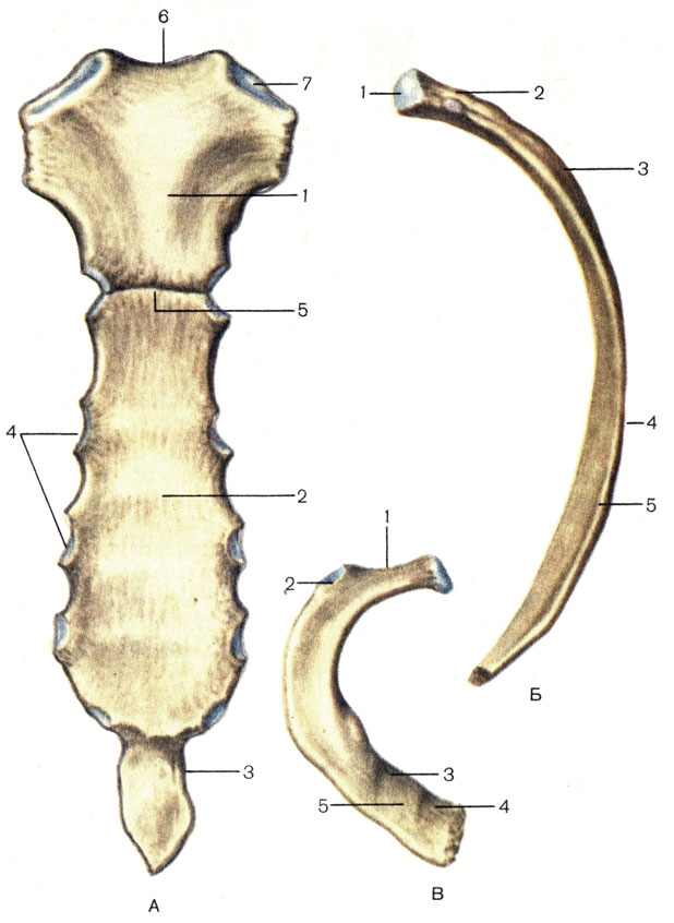 . 10.   .  -  (sternum): 1 -   (manubrium sterni); 2 -   (corpus sterni); 3 -   (processus xiphoideus); 4 -   (incisurae costales); 5 -   (angulus sterni); 6 -   (incisura jugularis); 7 -   (incisure clavicularis).  - VIII  ( ): 1 -     (facies articularis capitis costae); 2 -   (collum costae); 3 -   (angulus costae); 4 -   (corpus costae); 5 -   (sulcus costae).  - I  ( ): 1 -   (collum costae); 2 -   (tuberculum costae); 3 -    (sulcus a. subclaviae); 4 -    (sulcus v. subclaviae); 5 -     (tuberculum m. scaleni anterioris)