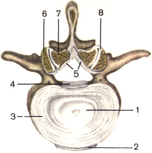 . 11.  . 1 -   (nucleus pulposus); 2 -    (lig. longitudinale anterius); 3 -   (annulus fibrosus); 4 -    (lig. longitudinale posterius); 5 -   (lig. flavum); 6 -      (processus articularis superior); 7 -      (processus articularis inferior); 8 -   (articulatio zygapophysialis)