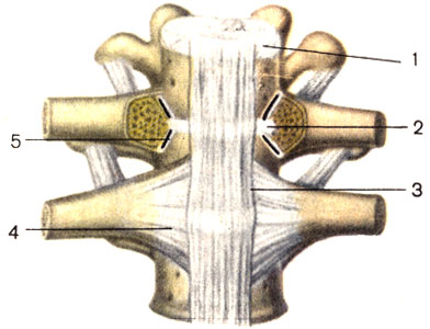 . 12.    ;  . 1 -   (discus intervertebralis); 2 -     (lig. capitis costae intraarticulare); 3 -    (lig. longitudinale anterius); 4 -     (lig. capitis costae radiatum); 5 -    (articulatio capitis costae)