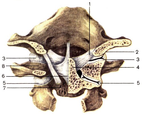 . 14.    , I  II  .1 -   (ligg. alaria); 2 -   (condylus occipitalis); 3 -   (articulatio atlanto-occipitalis); 4 -    (dens axis); 5 -    (articulatio atlanto-axialis lateralis); 6 -    (lig. cruciforme atlantis); 7 -    (corpus axis); 8 -    (massa lateralis)