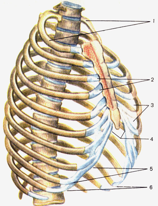 . 15.  . 1 -     (apertura thoracis superior); 2 - -  (articulationes sternocostales); 3 -  (spatium intercostale); 4 -   (angulus infrasternalis); 5 -   (arcus costalis); 6 -     (apertura thoracis inferior)