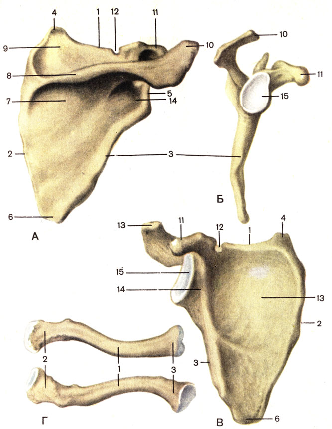 . 17.  (, , )   () .  -  ;  -  ;  -  ; 1 -   (margo superior); 2 -   (margo medialis); 3 -   (margo lateralis); 4 -   (angulus superior); 5 -   (angulus lateralis); 6 -   (angulus inferior); 7 -   (fossa infraspinata); 8 -   (spina scapulae); 9 -   (fossa supraspinata); 10 -  (acromion); 11 -   (processus coracoideus); 12 -   (incisure scapulae); 13 -   (fossa subscapulars); 14 -   (collum scapulae); 15 -   (cavitas glenoidalis).  -  ( , ): 1 -   (corpus claviculae); 2 -   (extremitas acromialis); 3 -   (extremitas sternalis)