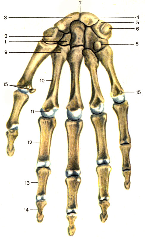 . 20.  , ;  . 1 -   (os trapezoideum); 2 - - (os trapezium); 3 -   (os scapho-ideum); 4 -   (os linatum); 5 -   (os triquetrum); 6 -   (os pisiforme); 7 -   (os capitatum); 8 -   (os hamatum); 9 -    (basis metacarpalis); 10 -    (corpus metacarpalis); 11 -    (caput metacarpalis); 12 -   (phalanx proximalis); 13 -   (phalanx media); 14 -   (phalanx distalis); 15 -   (ossa sesamoidea)