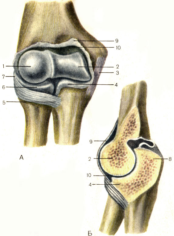 . 25.  , .  -   ;  -  ; 1 -     (capitulum humeri); 2 -    (trochlea humeri); 3 -    (lig. collaterale ulnare); 4 -   (processus coronoideus); 5 -     (lig. annulare radii); 6 -    (caput radii); 7 -    (lig. collaterale radiale); 8 -   (olecranon); 9 -   (capsula articularis); 10 -   (cavitas articulare)