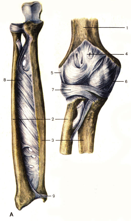 . 26.    ().  ,  (). 1 -   (humerus); 2 -   (radius); 3 -   (ulna); 4 -   (capsula articularis); 5 -    (lig. collaterale radiale); 6 -    (lig. collaterale ulnare); 7 -     (lig. annulare radii); 8 -    (membrane interossea antebrachii); 9 -   (discus articularis)