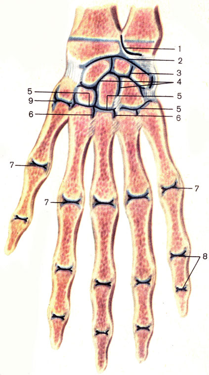 . 27.   , ;  . 1 -    (articulatio radio-ulnaris distalis); 2 -   (articulatio radiocarpal); 3 -   (articulatio mediocarpalis); 4 -   (articulationes intercarpales); 5 - -  (articulationes carpometacarpales); 6 -   (articulationes intermetacarpales); 7 - -  (articulationes metacarpophalangeales); 8 -    (articulationes interphalangeales manus); 9 - -     (articulatio carpometacarpalis pollicis)
