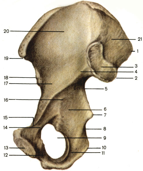 . 30.  , ;  . 1 -     (spina iliaca posterior superior); 2 -     (spina iliaca posterior inferior); 3 -   (facies auricularis); 4 -   (linea arcuata); 5 -    (incisure ischiadica major); 6 -    (corpus ossis ischii); 7 -   (spina ischiadica); 8 -    (incisure ischiadica minor); 9 -   (foramen obturatum); 10 -   (tuber ischiadicum); 11 -    (ramus ossis ischii); 12 -     (ramus inferior ossis pubis); 13 -   (facies symphysialis); 14 -     (ramus superior ossis pubis); 15 -   (crista pubica); 16 -    (corpus ossis pubis); 17 -    (corpus ossis ilii); 18 -     (spina iliaca anterior inferior); 19 -     (spina iliaca anterior superior); 20 -   (fossa iliaca); 21 -   (tuberositas iliaca)
