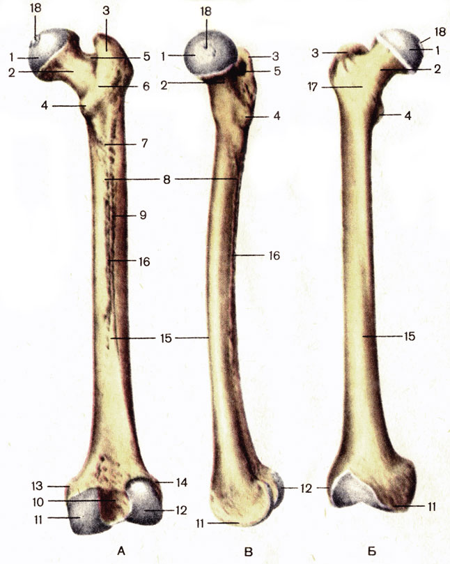 . 32.  , .  -  ;  -  ;  -  ; 1 -    (caput ossis femoris); 2 -    (collum ossis femoris); 3 -   (trochanter major); 4 -   (trochanter minor); 5 -   (fossa trochanterica); 6 -   (crista intertrochanterica); 7 -   (tuberositas glutea); 8 -   (labium mediale)  ; 9 -   (labium laterale)  ; 10 -   (fossa intercondylaris); 11 -   (condylus medialis); 12 -   (condylus lateralis); 13 -   (epicondylus medialis); 14 -   (epicondylus lateralis); 15 -  - (corpus femoris); 16 -   (linea aspera); 17 -   (linea intertrochanterica); 18 -     (fovea capitis ossis femoris)