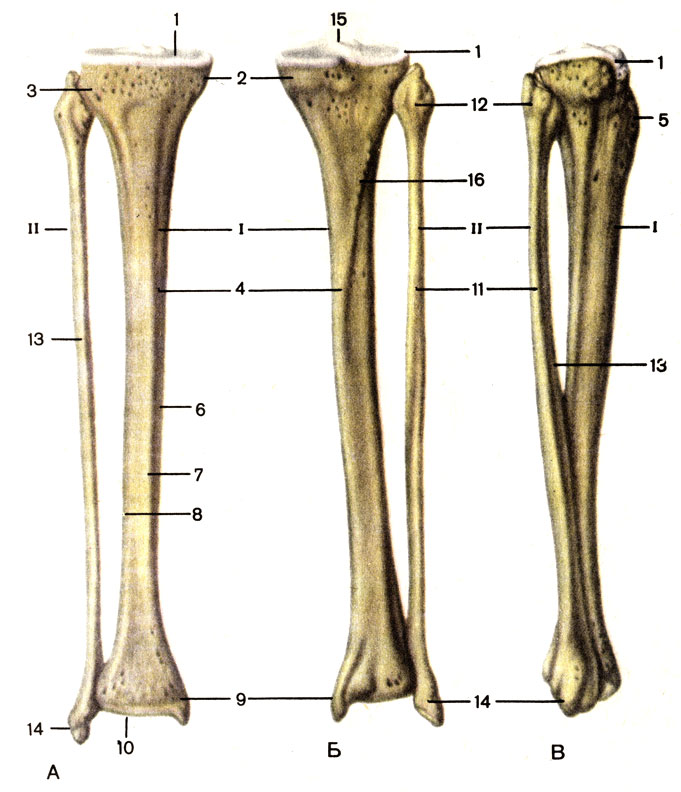 . 33.  , .  -  ;  -  ;  -  ; I -   (tibia); 1 -    (fades articularis superior); 2 -   (condylus medialis); 3 -   (condylus lateralis); 4 -    (corpus tibiae); 5 -    (tuberositas tibiae); 6 -   (margo medialis); 7 -   (margo anterior); 8 -   (margo interosseus); 9 -   (malleolus medialis); 10 -    (fades articularis inferior). II -   (fibula): 11 -    (corpus fibulae); 12 -    (caput fibulae); 13 -   (margo anterior); 14 -   (malleolus lateralis); 15 -   (eminentia intercondylaris); 16 -    (linea m. solei)