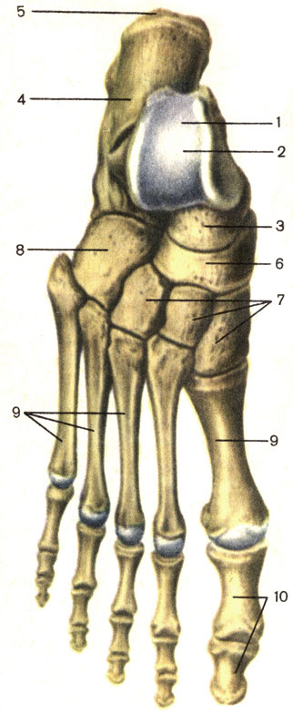 . 34.  , ;  . 1 -   (talus); 2 -    (trochlea tali); 3 -    (caput tali); 4 -   (calcaneus); 5 -    (tuber calcanei); 6 -   (os naviculare); 7 -   (ossa cuneiformia); 8 -   (os cuboideum); 9 -  (metatarsus); 10 -    (ossa digitorum pedis)