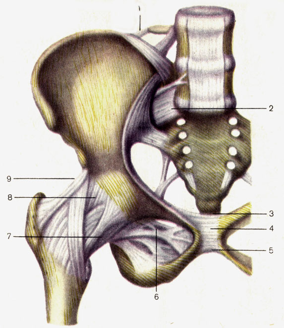 . 35.     ;  . 1 - -  (lig. iliolumbale); 2 -  -  (lig. sacroiliacum ventrale); 3 -    (lig. pubicum superius); 4 -   (symphysis pubica); 5 -    (lig. arcuatum pubis); 6 -   (membrana obturatoria); 7 - -  (lig. pubofemorale); 8 -   (articulatio coxae); 9 - -  (lig. iliofemorale)