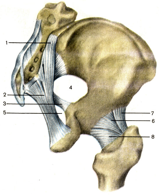 . 36.     ;    . 1 -  -  (lig. sacroiliacum dorsale); 2 - -  (lig. sacrotuberale); 3 - -  (lig. sacrospinale); 4 -    (foramen ischiadicum majus); 5 -    (foramen ischiadicum minus); 6 - -  (lig. ischiofemorale); 7 - -  (lig. iliofemorale); 8 -   (articutatio coxae)
