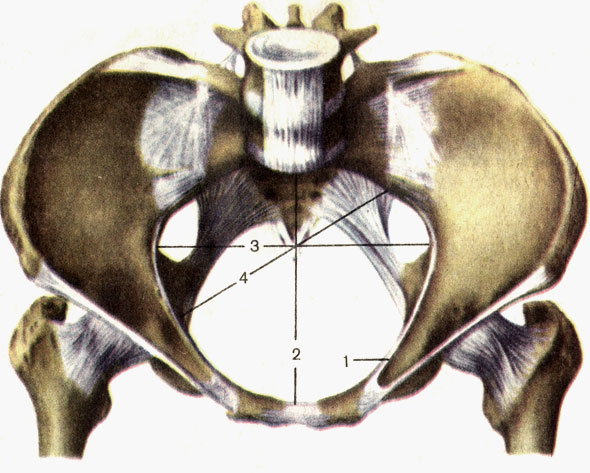 . 37.  ;  . 1 -   (tinea terminalis); 2 -  ,    (diameter recta),  ; 3 -   (diameter transversa)  ; 4 -   (diameter obliqua)  