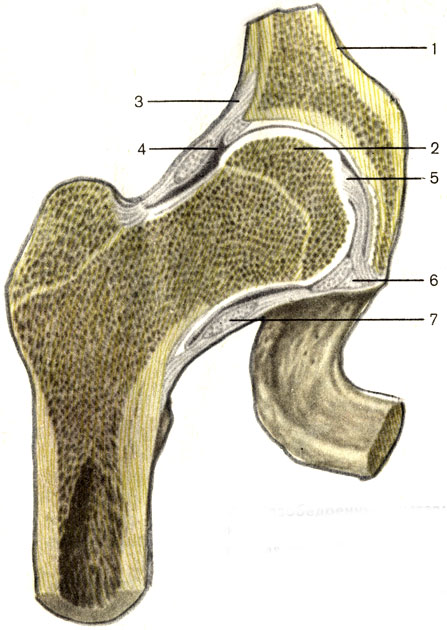 . 41.  ;  . 1 -   (os coxae); 2 -    (caput femoris); 3 -   (capsula articularis); 4 -   (cavum articulare); 5 -     (lig. capitis femoris); 6 -   (labrum acetabulare); 7 -   (zona orbicularis)