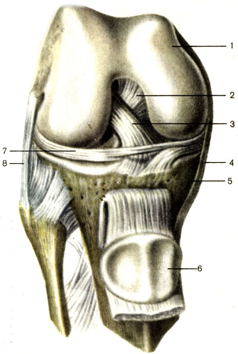 . 42.  ,  ();    . 1 -   (os femoris); 2 -    (lig. cruciatum posterius); 3 -    (lig. cruciatum anterius); 4 -    (lig. collaterale tibiale); 5 -   (tibia); 6 -  (patella); 7 -   (meniscus lateralis); 8 -    (lig. collaterale fibulare)