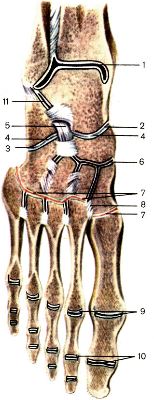 . 45.    , ;    . 1 -   (articulatio talocruralis); 2 - --  (articulatio talocalcaneonaviculars); 3 - -  (articulatio calcaneocuboidea); 4 -    (articulatio tarsi transversa); 5 -   (lig. bifurcatum); 6 -   (articulatio cuneo-navicularis); 7 - -  (articulationes tarsometatarseae); 8 -  -  (lig. tarsometatarseum dorsale); 9 -   (articulationes metatarsophalan-geales); 10 -    (articulationes interphalangeales pedis); 11 -   (articulatio subtalaris)
