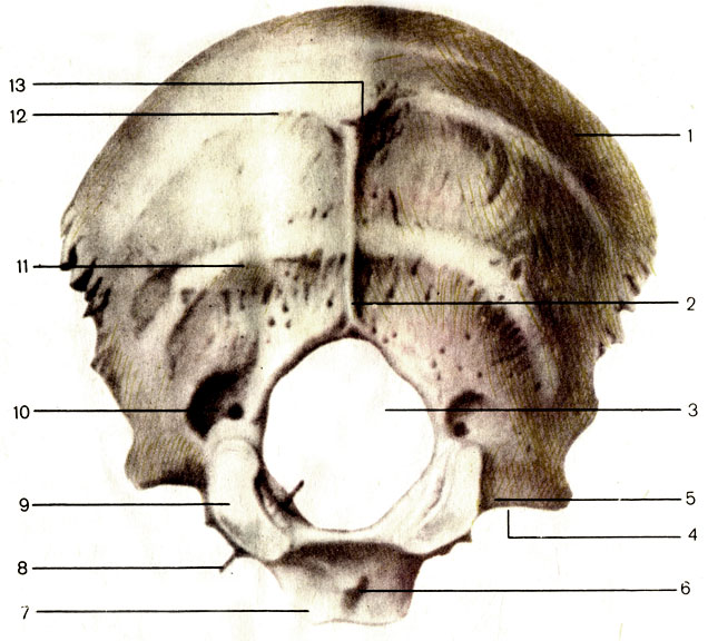 . 48.  ;  . 1 -   (squama occipitalis); 2 -    (crista occipitalis externa); 3 -    (foramen magnum); 4 -   (incisure jugularis); 5 -   (pars lateralis); 6 -   (tuberculum pharyngeum); 7 -   (pars basilaris); 8 -     ; 9 -   (condylus occipitalis); 10 -   (fossa condylaris); 11 -    (linea nuchae inferior); 12 -    (linea nuchae superior); 13 -    (protuberantia occipitalis externa)