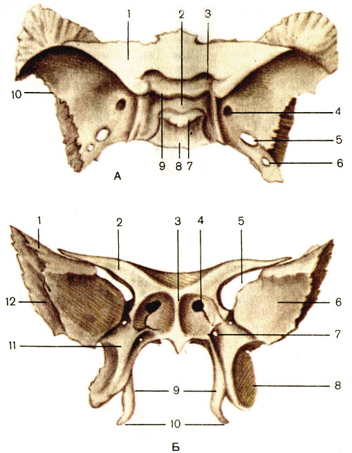 . 49.  .  -  : 1 -   (ala minor); 2 -   (sella turcica); 3 -   (canalis opticus); 4 -   (foramen rotundum); 5 -   (foramen ovale); 6 -   (foramen spinosum); 7 -   (dorsum sellae); 8 -  (corpus); 9 -   (tuberculum sellae); 10 -   (ala major).  -  : 1 -  ; 2 -  ; 3 -   (crista sphenoidalis); 4 -    (apertura sinus sphenoidalis); 5 -    (fissura orbitalis superior); 6 -   (fades orbitalis)  ; 7 -   (canalis pterygoideus); 8 -     (lamina lateralis processus pterygoidei); 9 -     (lamina medialis processus pterygoidei); 10 -   (hamulus pterygoideus); 11 -   (processus pterygoideus); 12 -   (facies temporalis)  