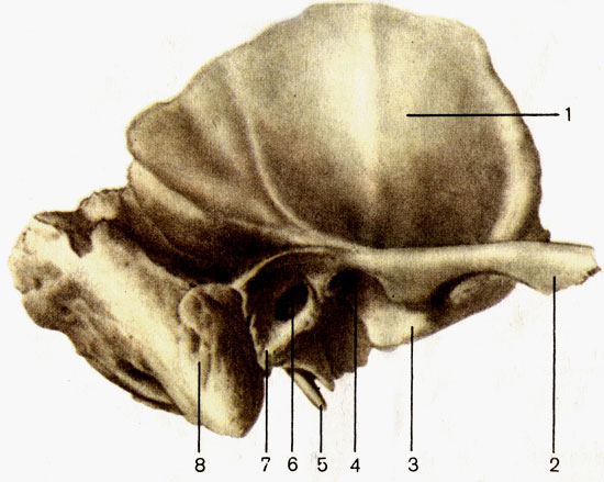 . 51.  ;  . 1 -   (pars squamosa); 2 -   (processus zygomaticus); 3 -   (tuberculum articulare); 4 -   (fossa mandibularis); 5 -   (processus styloideus); 6 -    (porus acusticus externus); 7 -   (pars tympanica); 8 -   (processus mastoideus)