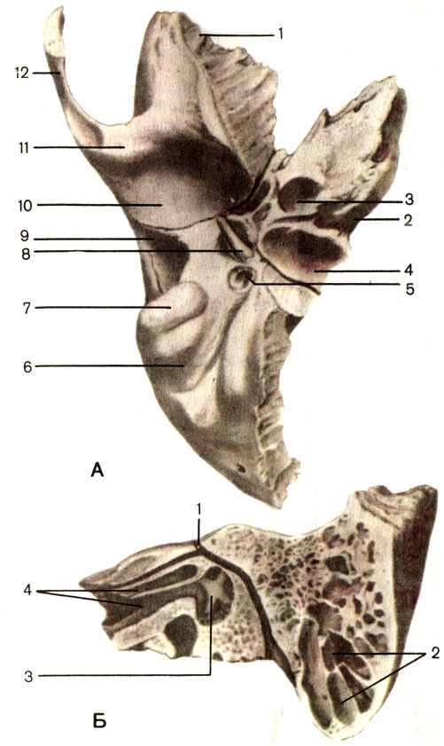 . 53.  .  -  : 1 -   (pars squamosa); 2 -  ,   (pars petrosa); 3 -   (canallis caroticus); 4-  (fossa jugularis); 5 -   (foramen stylomastoideum); 6 -   (incisure mastoidea); 7 -   (processus mastoideus); 8 -   (processus styloideus); 9 -   (pars tympanica); 10 -   (fossa mandibulars); 11 -   (tuberculum articulare); 12 -   (processus zygomaticus).  -     : 1 -   (canalis facialis); 2 -   ; 3 -   (cavitas tympanica); 4 - -  (canalis musculotubarius)