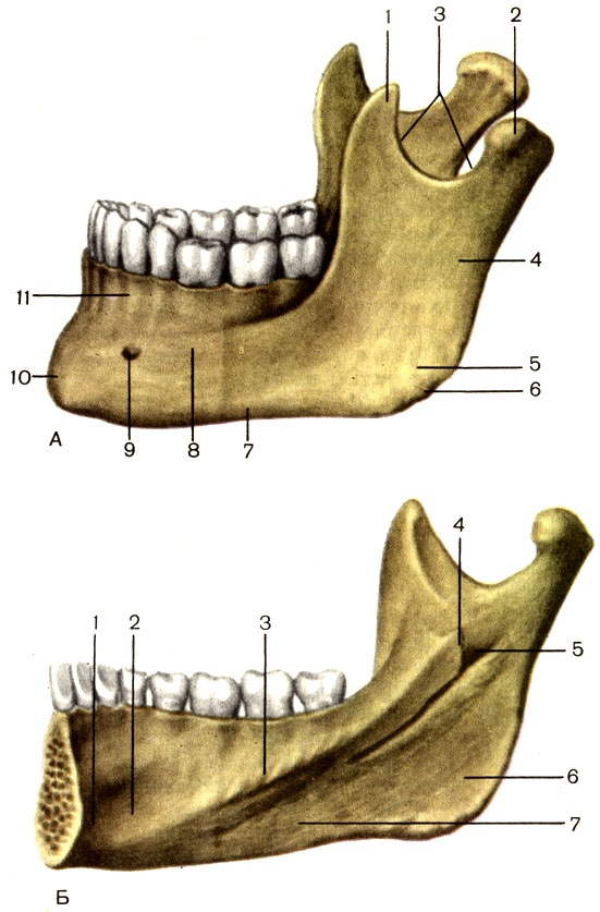 . 57.  .  -  : 1 -   (processus coronoideus); 2 -   (processus condylaris); 3 -    (incisure mandibuiae); 4 -    (ramus mandibulae); 5 -   (tuberositas masseterica); 6 -    (angulus mandibuiae); 7 -    (basis mandibuiae); 8 -    (corpus mandibuiae); 9 -   (foramen mentale); 10 -   (protuberantia mentalis); 11 -   (pars alveolaris).  -  ,    : 1 -   (spina mentalis); 2 -   (fovea sublingualis); 3 - -  (linea mylohyoidea); 4 -    (lingula mandibuiae); 5 -    (foramen mandibuiae); 6 -   (tuberositas pterygoidea); 7 -   (fovea submandibularis)