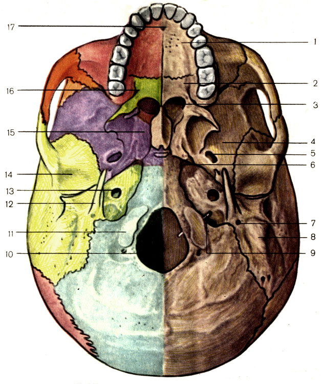 . 61.   . 1 -     (processus palatinus maxillae); 2 -     (lamina horizontalis ossis palatini); 3 -  (choanae); 4 -     (ala major ossis sphenoidalis); 5 -   (foramen ovale); 6 -   (foramen lacerum); 7 -   (foramen stylomastoideum); 8 -   (processus mastoideus); 9 -      (canalis hypoglossi); 10 -    (foramen magnum); 11 -   (condyius occipitalis); 12 -   (processus styloideus); 13 -   (canalis caroticus); 14 -   (fossa mandibulars); 15 -     (processus pterygoideus ossis sphenoidalis); 16 -    (foramen palatinum majus); 17 -   (foramen incisivum)