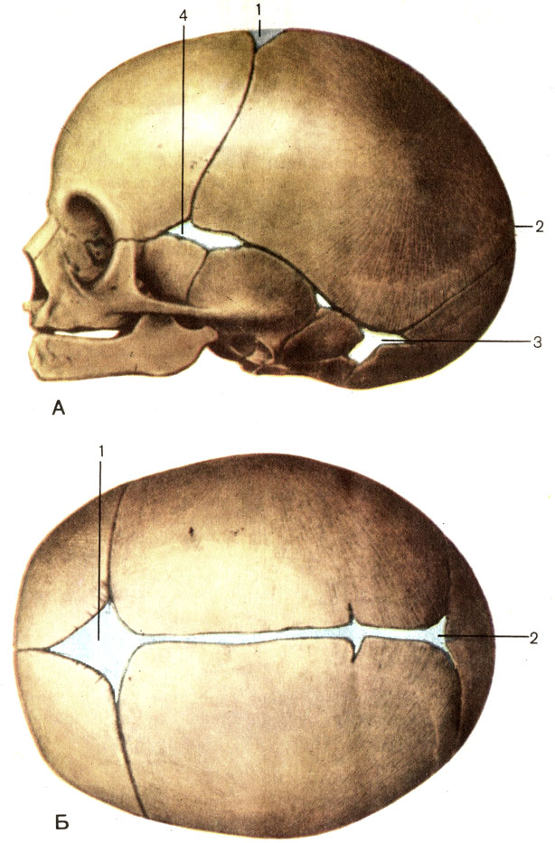 . 63.  .  -  ;  -  ; 1 -   (fonticulus anterior); 2 -   (fonticulus posterior); 3 -   (fonticulus mastoideus); 4 -   (fonticulus sphenoidalis)