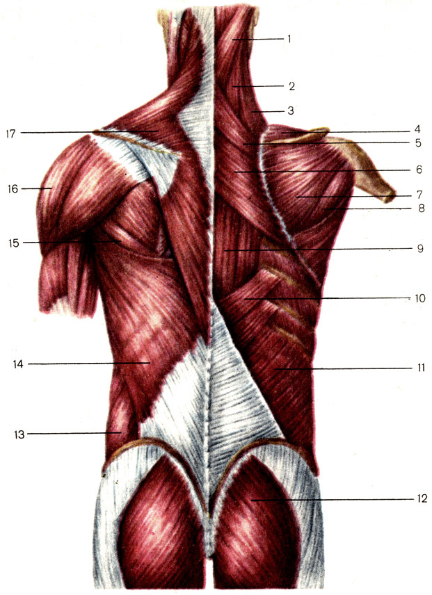 . 66.      ;  . 1 -    (m. splenitis capitis); 2 -    (. splenitis cervicis); 3 - ,   (m. levator scapulae); 4 -   (m. supraspinatus); 5 -    (. rhomboideus minor); 6 -    (m. rhomboidfeus major); 7 -   (m. infraspinatus); 8 -    (m. teres minor); 9 - ,   (m. erector spinae); 10 -     (m. serratus posterior inferior); 11 -     (m. obliquus internus abdominis); 12 -    (. gluteus maximus); 13 -     (m. obliquus externus abdominis); 14 -    (m. latissimus dorsi); 15 -    (m. teres major); 16 -   (m. deltoideus); 17 -   (m. trapezius)