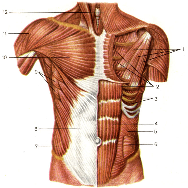 . 69.    . 1 -    (m. pecforalis minor); 2 -    (mm. intercostales interni); 3 -    (mm. intercostales externi); 4 -    (m. rectus abdominis); 5 -     (m. obliquus internus abdominis); 6 -    (m. transversus abdominis); 7 -     (m. obliquus externus abdominis); 8 -     ; 9 -    (m. serratus anterior); 10 -    (m. pectoralis major); 11 -   (m. deltoideus); 12 -    (platysma)