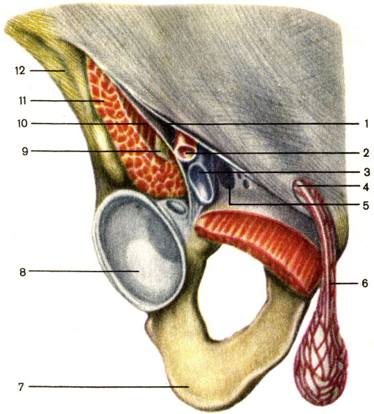 . 70.  , ;  . 1 -   (lig. inguinale); 2 -  ; 3 -  ; 4 -    (annulus inguinalis superficialis); 5 -   (annulus femoralis); 6 -   (funiculus spermaticus); 7 -  ; 8 -  ; 9 -  ; 10 - -  (arcus iliopectineus); 11 - -  (m. iliopsoas); 12 -  