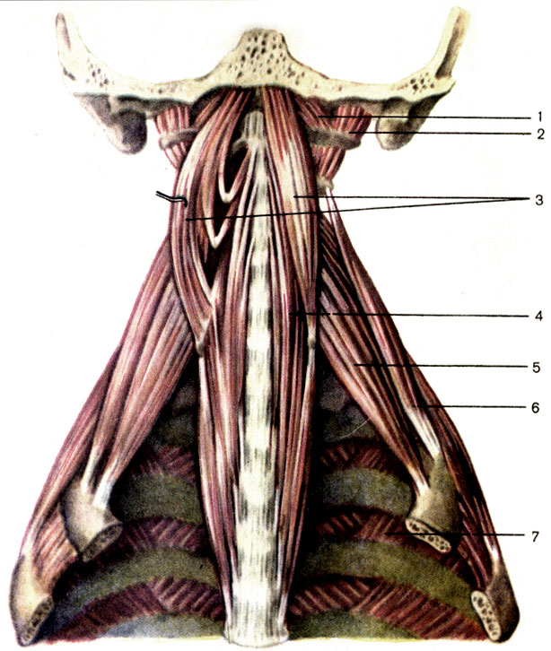 , 74.   . 1 -     (m. rectus capitis anterior); 2 -     (m. rectus capitis lateralis); 3 -    (m. lngus capitis); 4 -    (m. longus colli); 5 -    (m. scalenus anterior); 6 -    (m. scalenus medius); 7 -   (mm. intercostales)