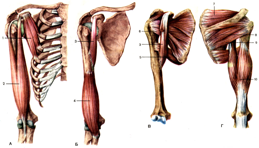 . 76.     , .  -  -  ;  -  ; 1 -    (m. pectoralis minor); 2 -    (m. biceps brachii); 3 - -  (m. coracobrachial); 4 -   (m. brachialis); 5 -    (m. teres major); 6 -   (m. subscapularis); 7 -   (m. supraspinatus); 8 -   (m. infraspinatus); 9 -    (m. teres minor); 10 -    (m. triceps brachii)