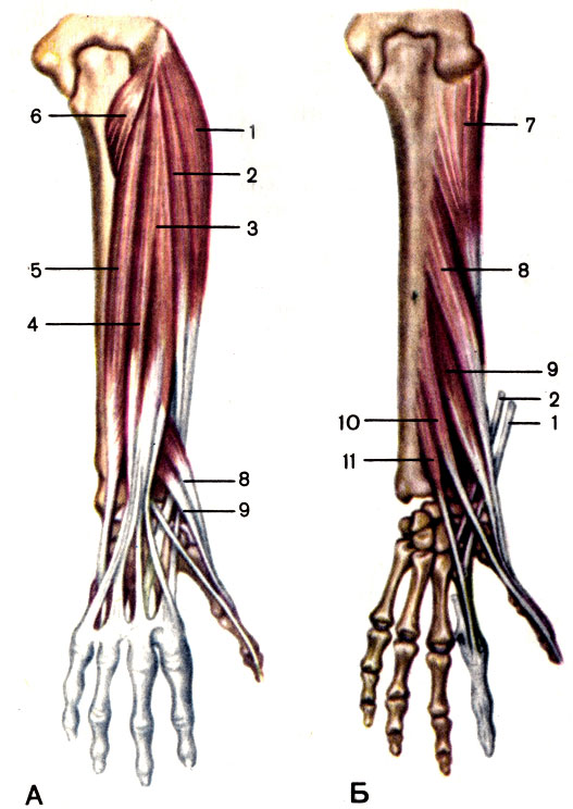 . 78.   ;  .  - ;  - ; 1 -     (m. extensor carpi radialis longus); 2 -     (m. extensor carpi radialis brevis); 3 -   (m. extensor digitorum); 4 -   (m. extensor digiti minimi); 5 -    (m. extensor carpi ulnaris); 6 -   (m. anconeus); 7 -  (m. supinator); 8 -  ,     (m. abductor pollicis longus); 9 -      (m. extensor pollicis brevis); 10 -      (m. extensor pollicis longus); 11 -    (m. extensor indicis)
