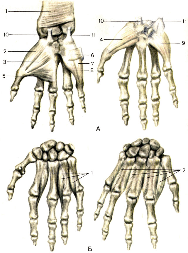 . 79.  , .  -  : 1 -   (m. pronator quadratus); 2 -  ,     (m. abductor pollicis brevis); 3 -      (m. flexor pollicis brevis); 4 - ,     (m. opponens pollicis); 5 - ,     (m. adductor pollicis); 6 -    (m. palmaris brevis); 7 - ,   (m. abductor digiti minimi); 8 -    (m. flexor digiti minimi brevis); 9 - ,   (m. opponens digiti minimi); 10 -    ; 11 -    .  -  : 1 -    (mm. interossei palmares); 2 -    (mm. interossei dorsales)