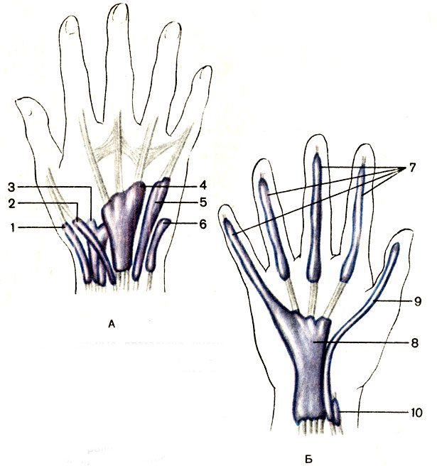 . 80.   , .  -  ;  -  ; 1 -            (vagina tendinum mm. abductoris longi et extensoris brevis pollicis); 2 -        (vagina tendinis m. extensoris pollicis longi); 3 -      (vagina tendinum mm. extensorum carpi radialium); 4 -        (vagina tendinum mm. extensoris digitorum et extensoris indicis); 5 -     (vagina tendinis m. extensoris digiti minimi); 6 -      (vagina tendinis m. extensoris carpi nularis); 7 -     (vaginae tendinum digitorum manus); 8 -    (vagina communis mm. flexorum); 9 -        (vagina tendinis m. flexoris pollicis longi); 10 -      (vagina tendinis m. flexoris carpi radialis)
