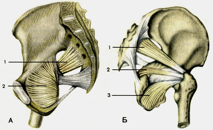 . 81.    .  -     ;  -  ; 1 -   (m. piriformis); 2 -    (m. obturator internus); 3 -    (m. obturator externus)