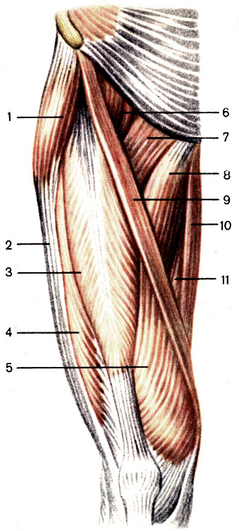 . 83.  , ;  . 1 -    (m. tensor fasciae latae); 2 - -  (tractus iliotibialis); 3 -    (m. rectus femoris); 4 -     (m. vastus lateralis); 5 -     (m. vastus medialis); 6 - -  (m. iliopsoas); 7 -   (m. pectineus); 8 -    (m. adductor longus); 9 -   (m. sartorius); 10 -   (m. gracilis); 11 -    (m. adductor magnus)